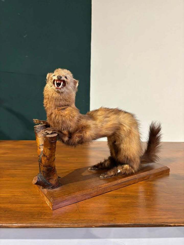 Taxidermy Of A Pole Cat photo Home Decor