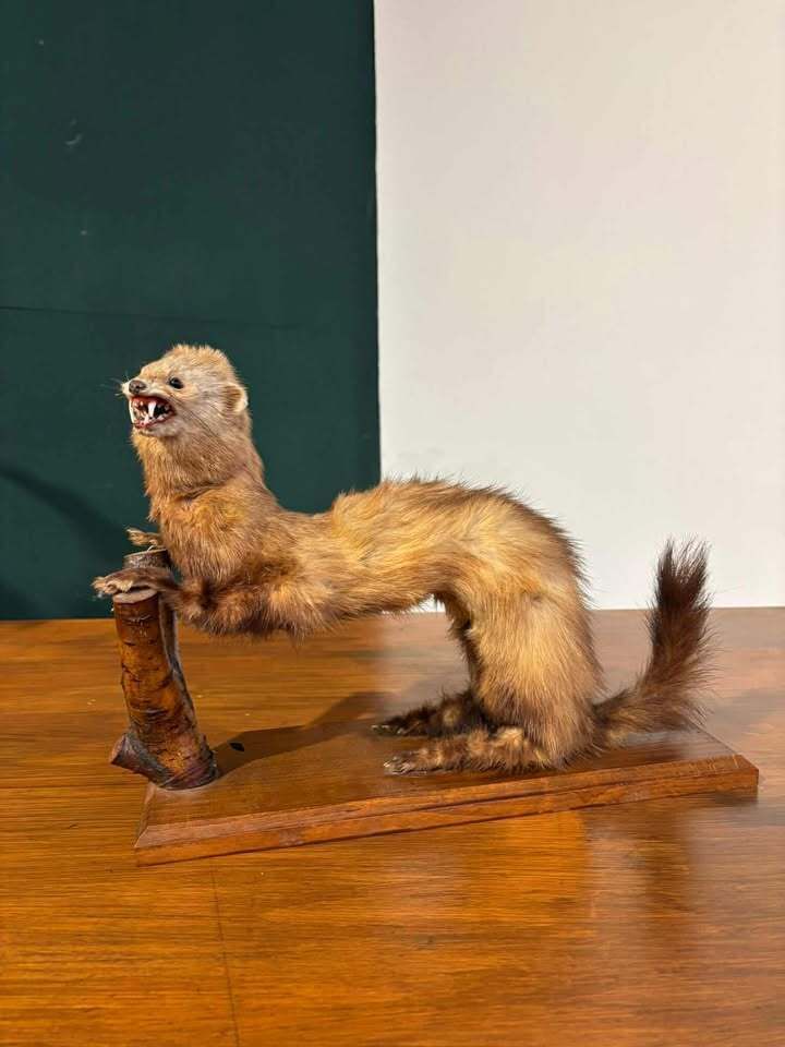 Taxidermy Of A Pole Cat photo 219.0