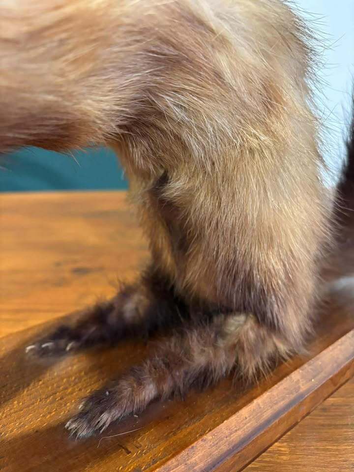 219.0 Taxidermy Of A Pole Cat photo
