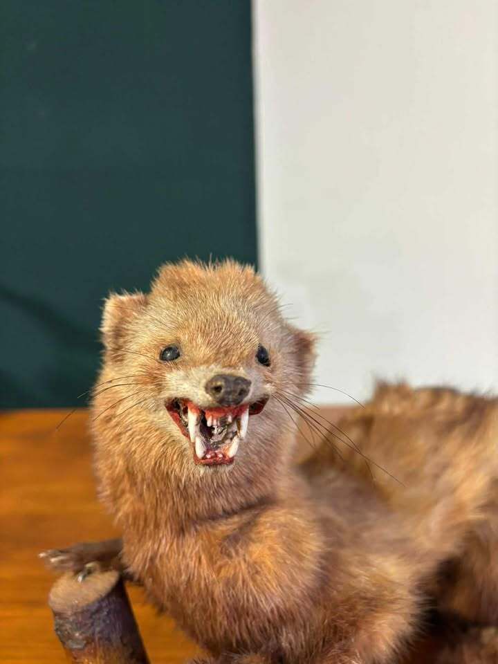 photo buy Taxidermy Of A Pole Cat