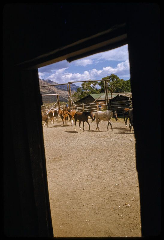 Toni Frissell 'The Round Up' Unframed Archival Pigment Print