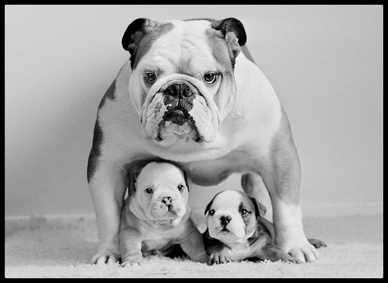 Arthur Steel 'Protective Pooch' Unframed Silver Gelatin Fibre Print
