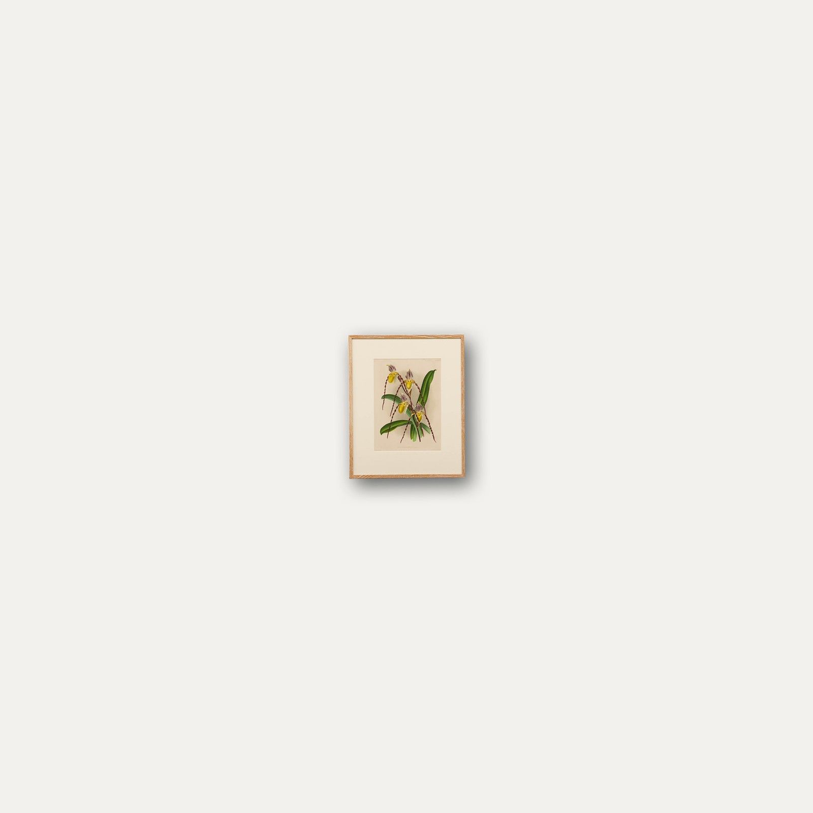 P. De Pannemaeker Framed Lithograph, Cypripedium Philippinense photo vinterior