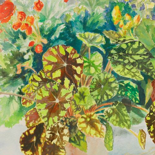 Catherine Dean (1905 1983) Framed 20th Century Watercolour, Potted Begonia photo Art