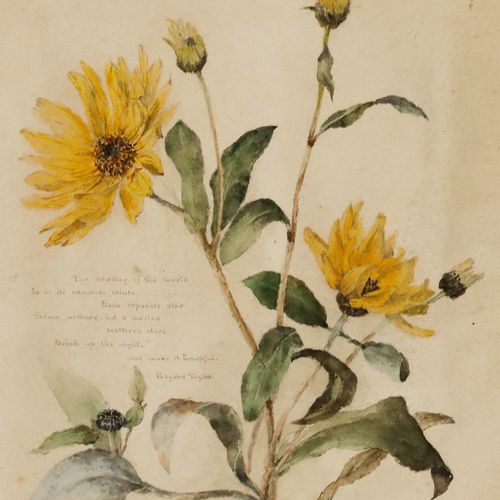 English School Late 19th Century Watercolour Helianthus photo Art