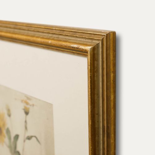 English School Late 19th Century Watercolour Helianthus photo 224.0