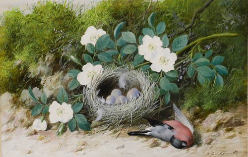 William Cruikshank (1848 1922) Framed Watercolour, Bullfinch Nest photo furniture