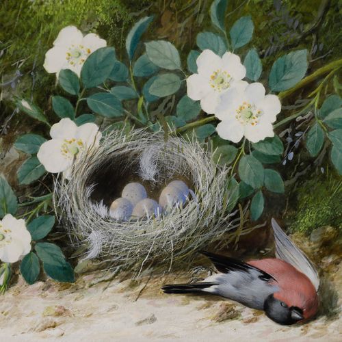 William Cruikshank (1848 1922) Framed Watercolour, Bullfinch Nest photo Art