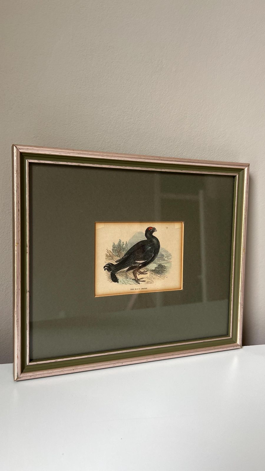 Antique 1800s Hand Coloured Print Of Black Grouse Bird In Glazed Frame photo furniture