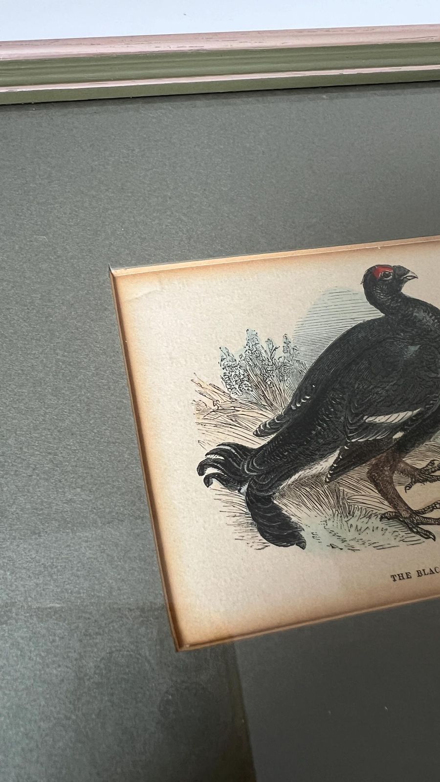 Antique 1800s Hand Coloured Print Of Black Grouse Bird In Glazed Frame photo 69.0