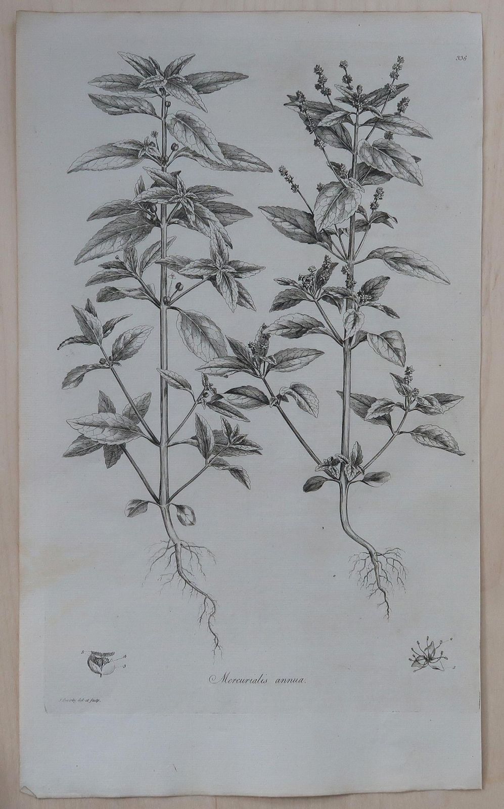 Set Of 8 Original Antique Large Scale Botanical Prints. Dated 1791 photo for sale