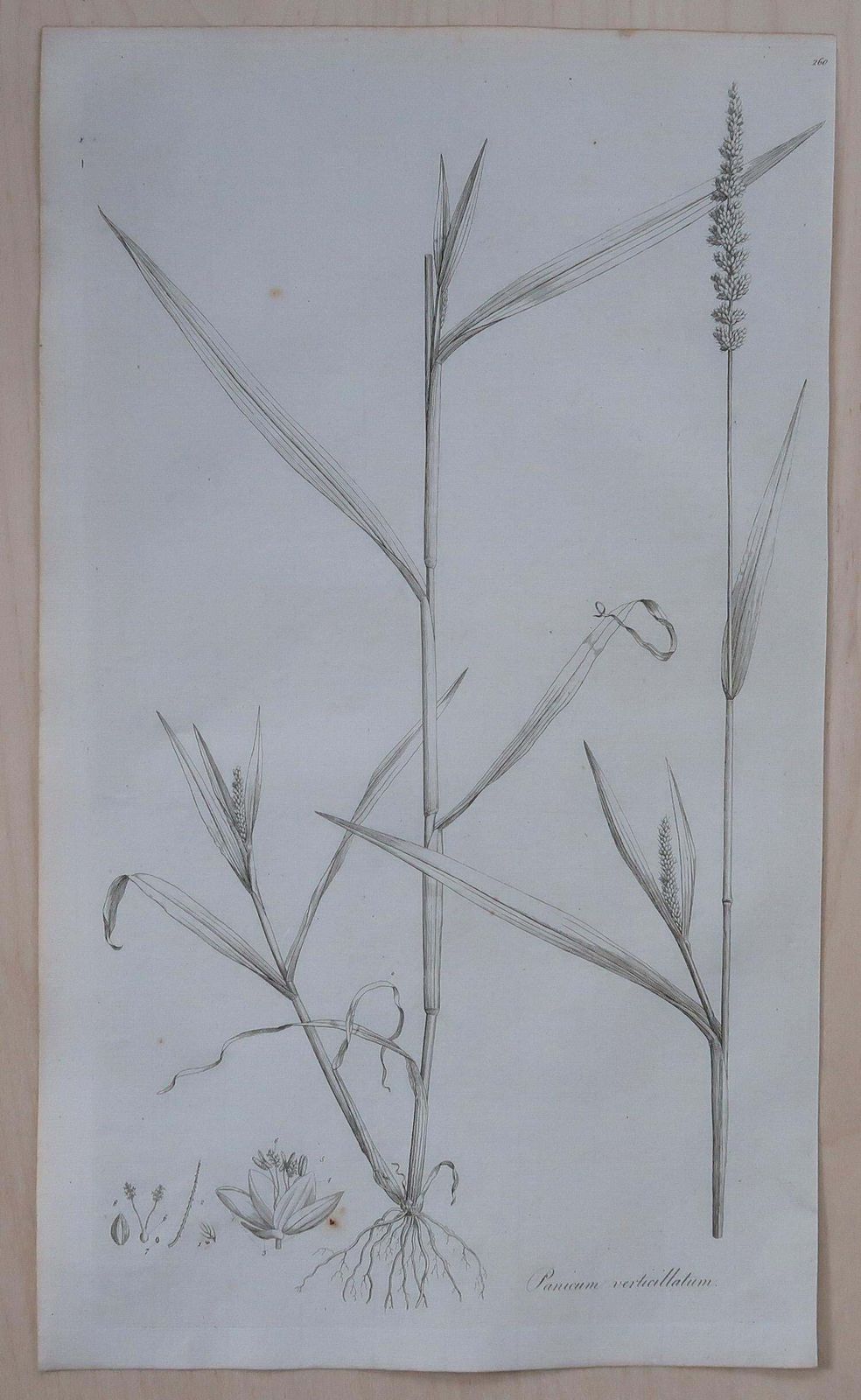 Set Of 8 Original Antique Large Scale Botanical Prints. Dated 1791 photo buy