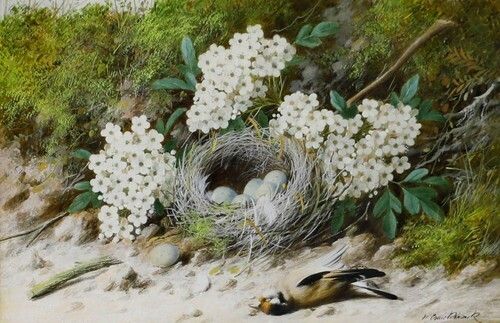 William Cruikshank (1848 1922)   Framed Watercolour, Goldfinch Nest photo furniture
