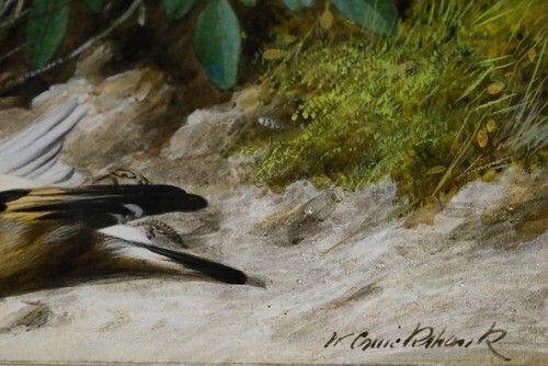 William Cruikshank (1848 1922)   Framed Watercolour, Goldfinch Nest photo vinterior