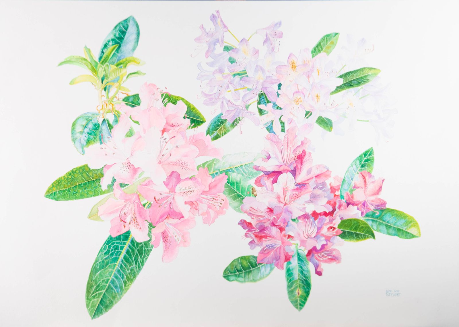 John Ivor Stewart Ppps (1936 2018)   Contemporary Watercolour, Flowering Laurel photo furniture