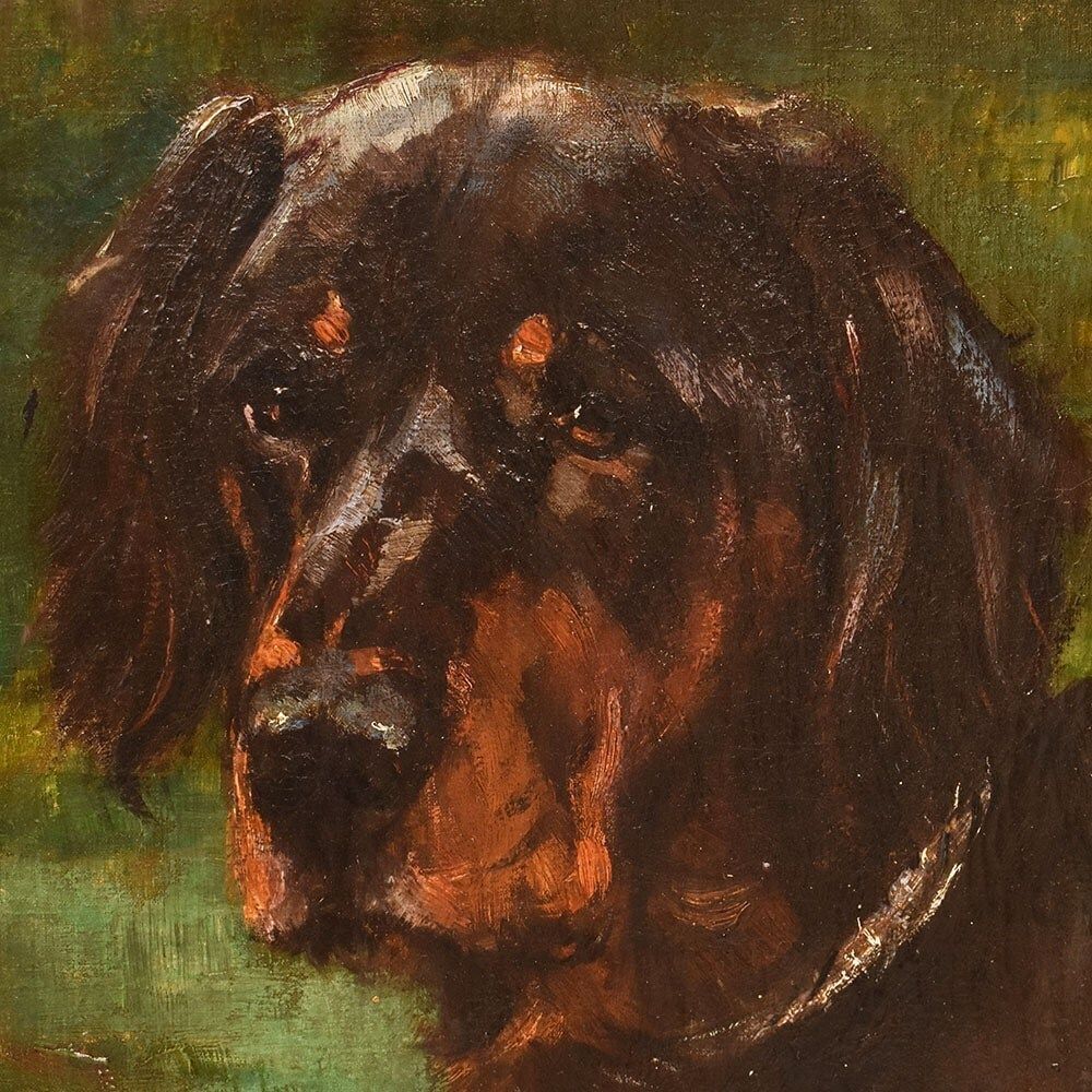 Antique Painting, Black Dogs Portrait, Setter Gordon, Oil On Canvas, 19th Century. (Qa660) photo for sale