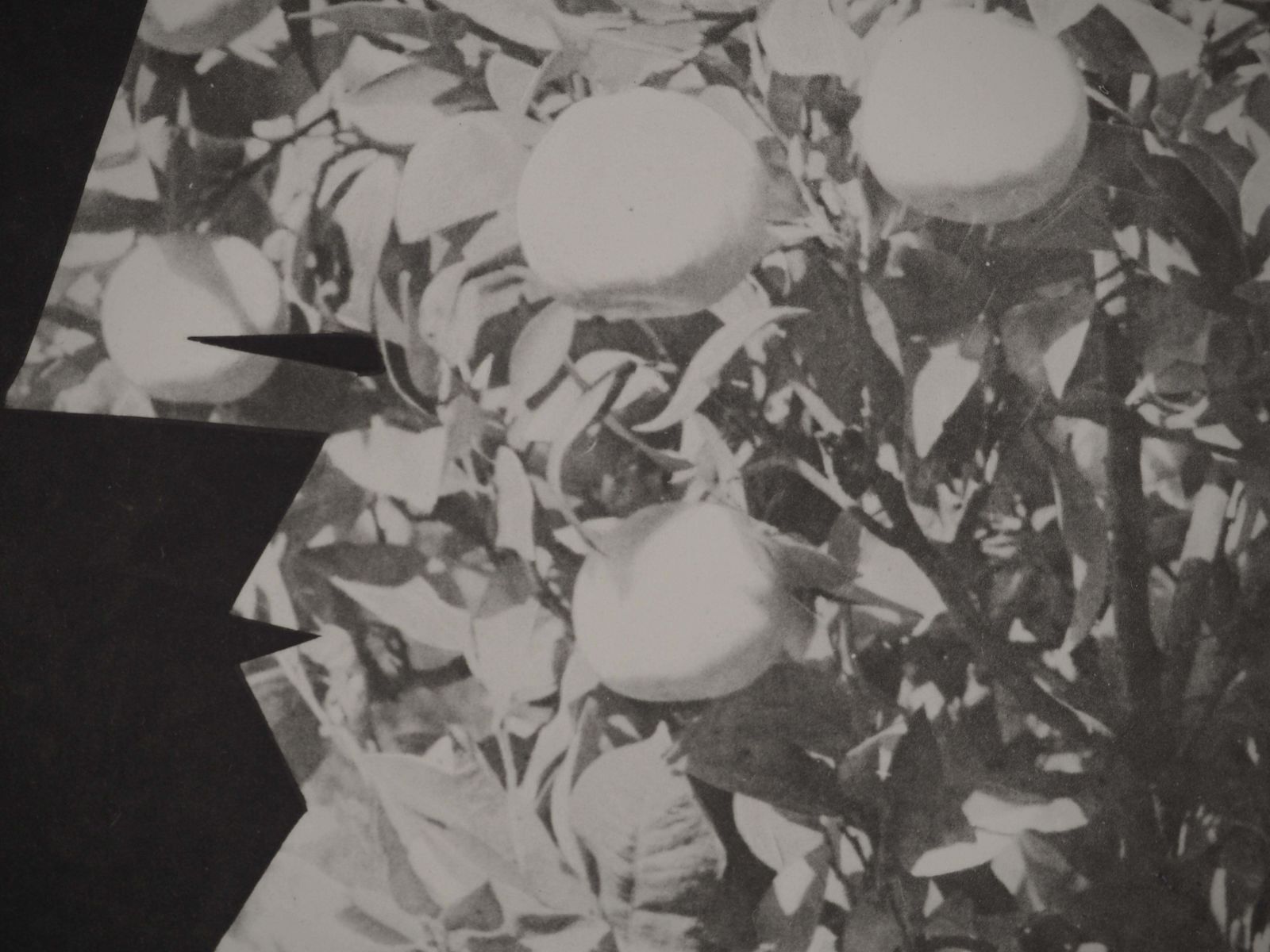 Pablo Picassodiurnes: Woman In A Lemon Tree   Original Collotype And Stencil (Cramer #115)1962 photo Art