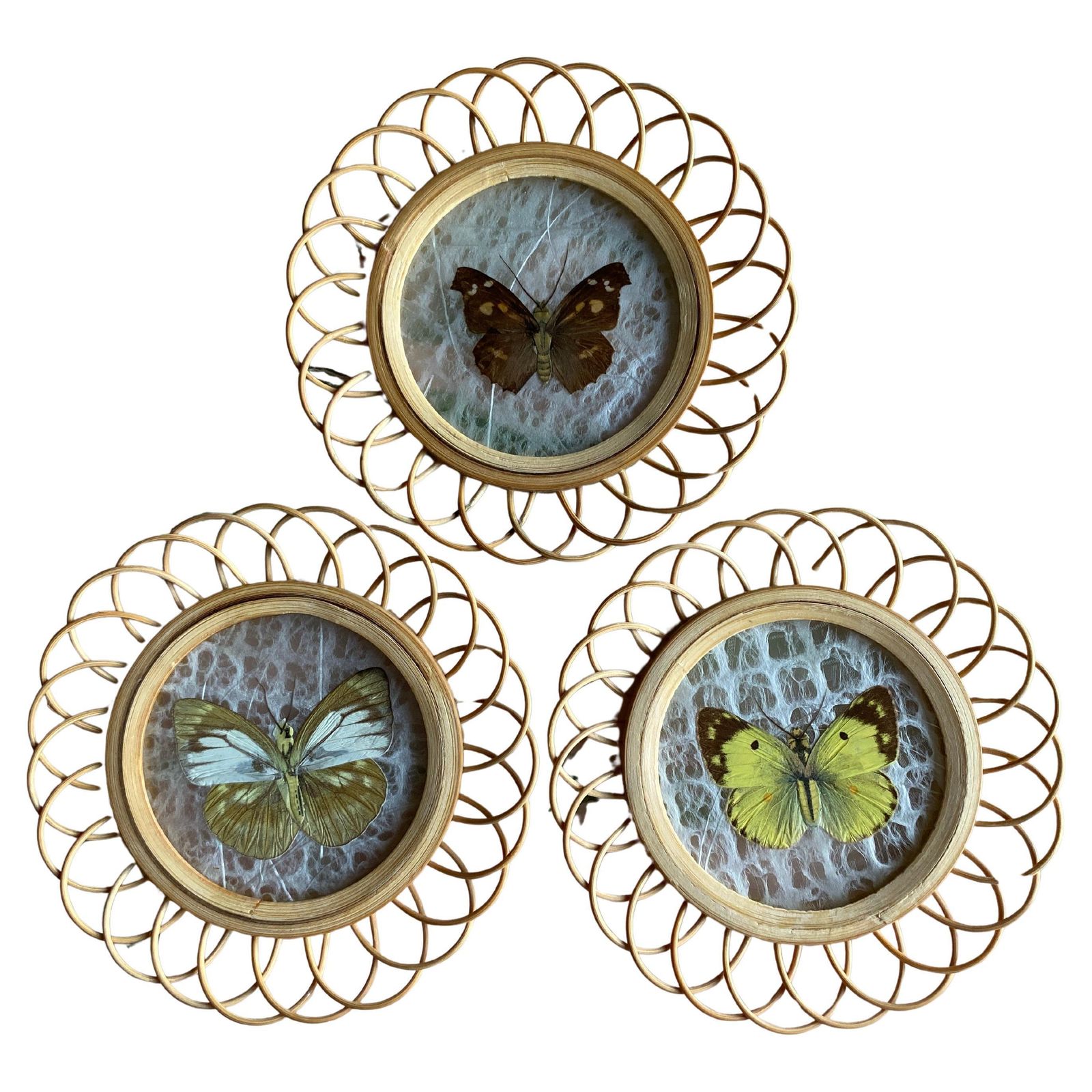 Taxidermy Wall Decoration Collection Of 3 Butterflies, Spain, 1950s