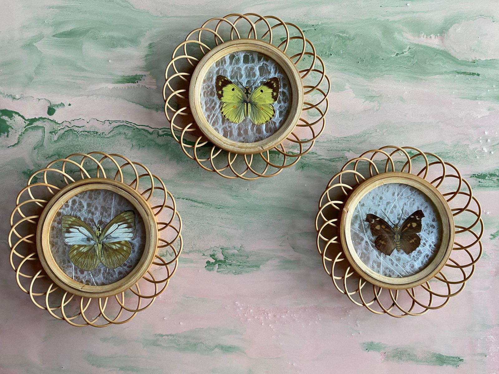 Taxidermy Wall Decoration Collection Of 3 Butterflies, Spain, 1950s photo furniture