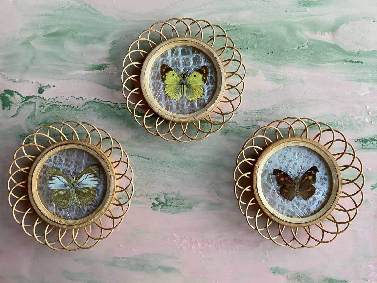 Taxidermy Wall Decoration Collection Of 3 Butterflies, Spain, 1950s photo vinterior