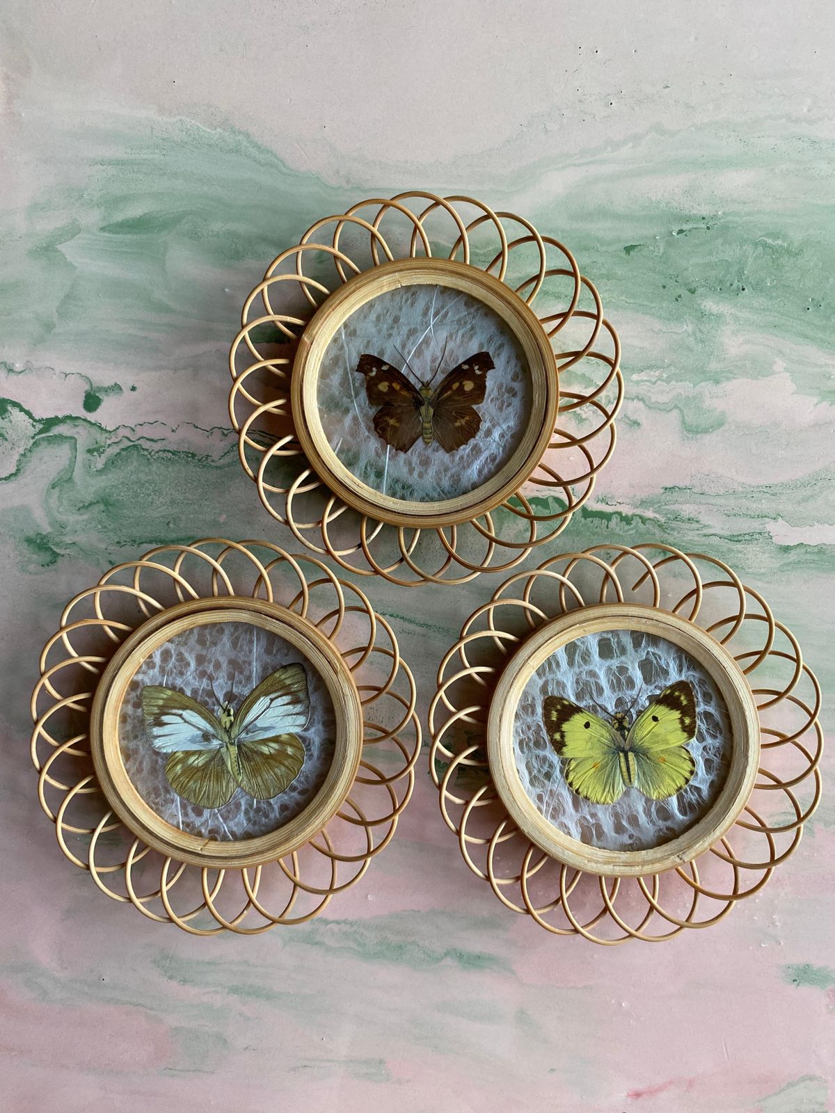 photo furniture Taxidermy Wall Decoration Collection Of 3 Butterflies, Spain, 1950s