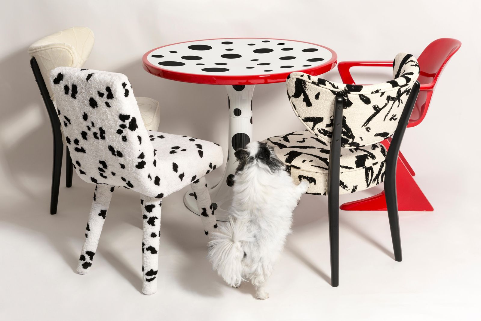 Furniture Four Midcentury Hand Tufting Cruella Dalmatian Wool, Rajmund Halas Chairs, 1960s photo