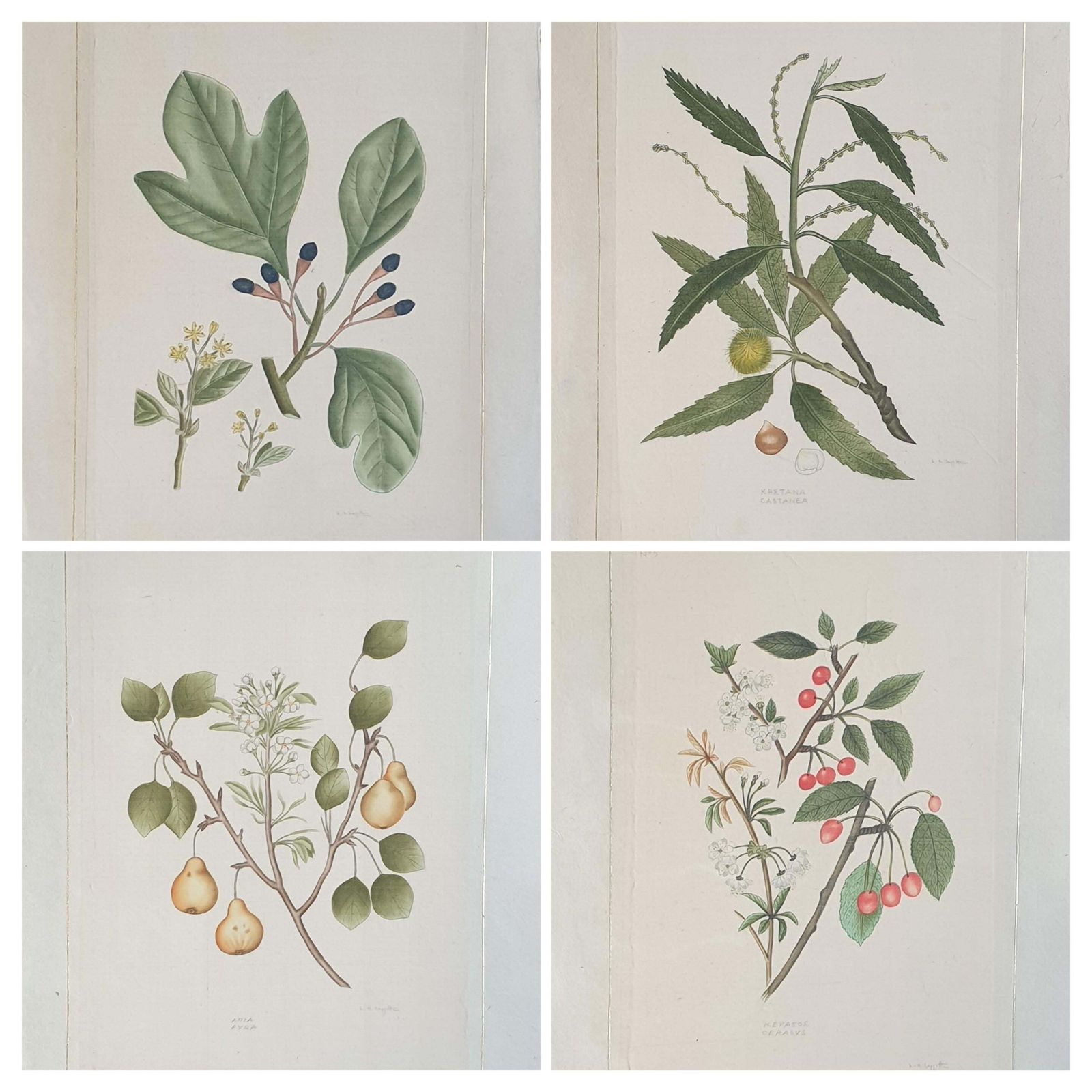 Set Of Four Botanical Watercolours Of Fruiting Plants On Silk, Laid On Handmade Paper, By La Roche Laffitte