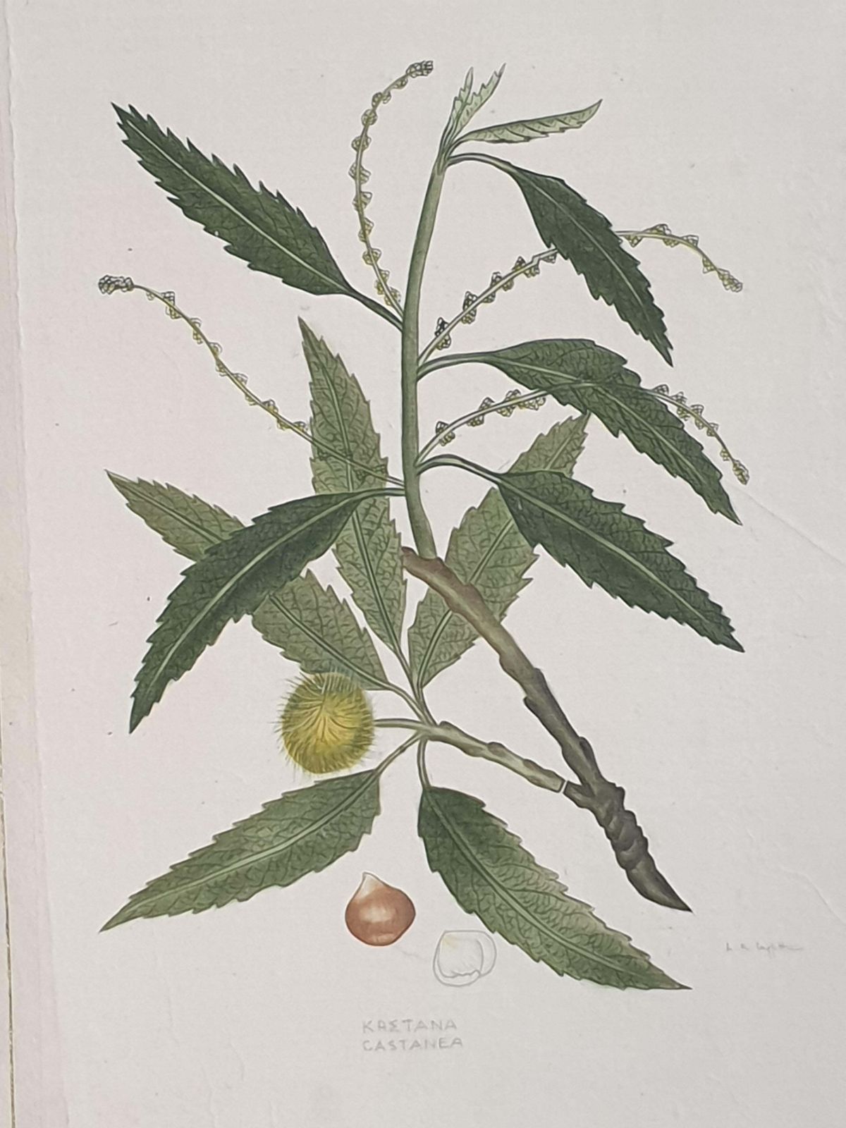 Set Of Four Botanical Watercolours Of Fruiting Plants On Silk, Laid On Handmade Paper, By La Roche Laffitte photo buy