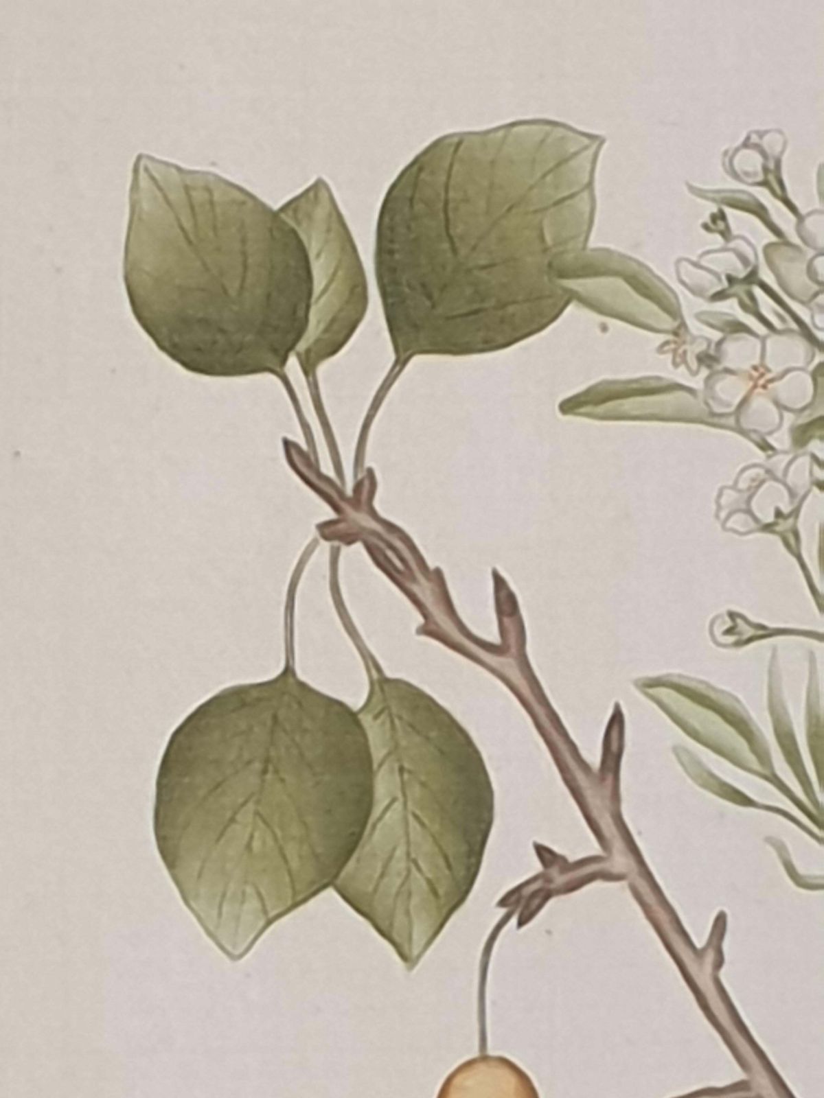 photo buy Set Of Four Botanical Watercolours Of Fruiting Plants On Silk, Laid On Handmade Paper, By La Roche Laffitte