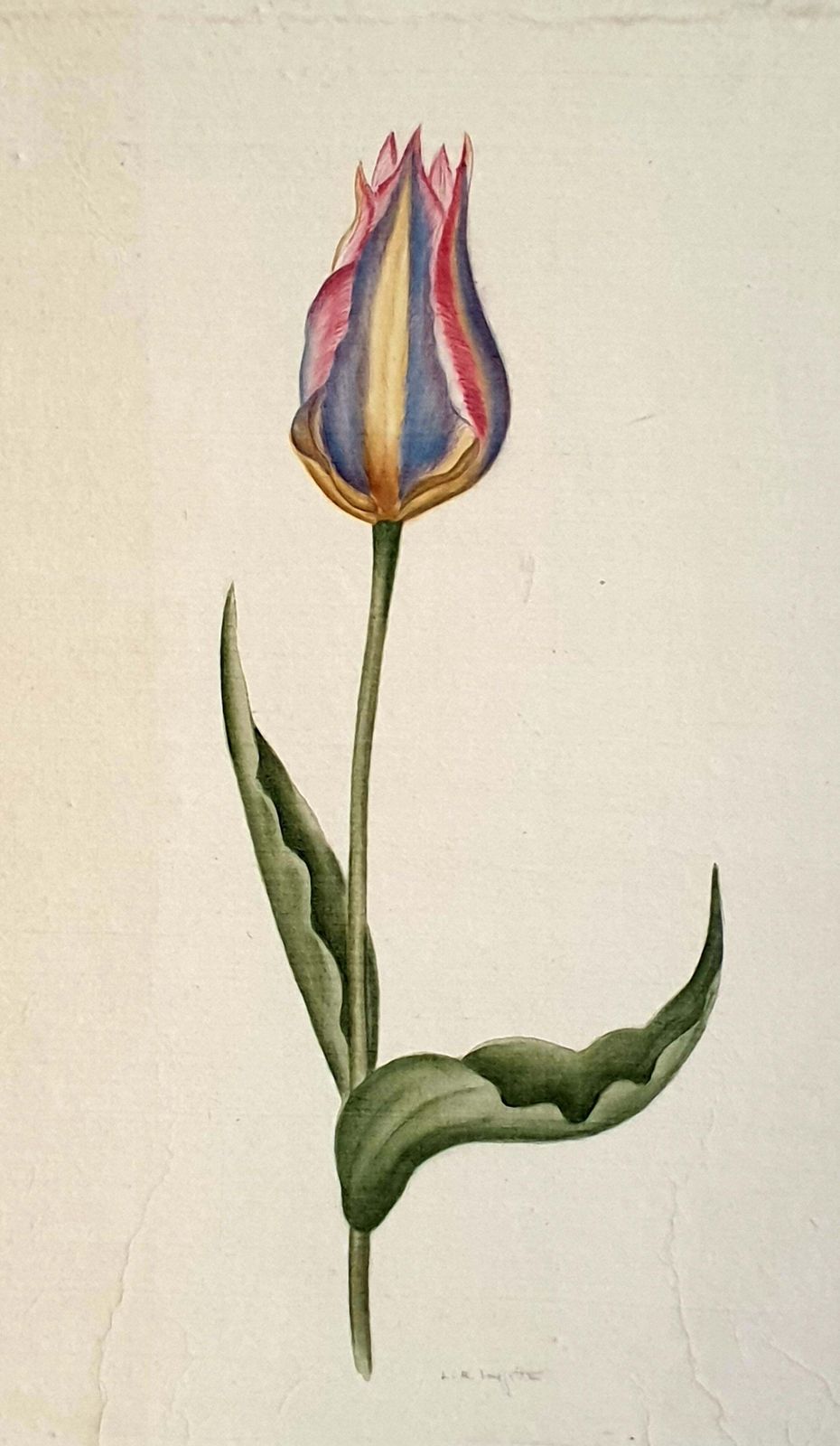 Botanical Studies, Watercolours On Silk On Handmade Paper, Set Of Three Tulips By La Roche Laffitte photo furniture