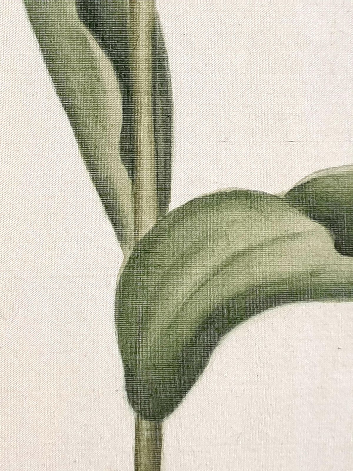 Botanical Studies, Watercolours On Silk On Handmade Paper, Set Of Three Tulips By La Roche Laffitte photo buy