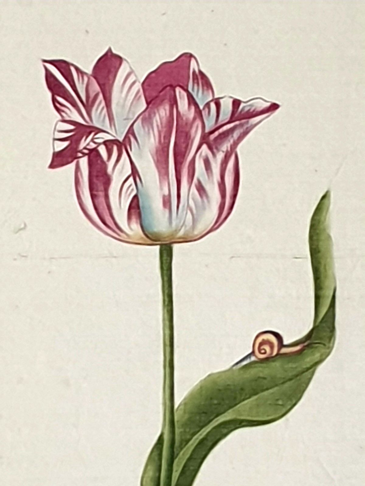 photo vinterior Botanical Studies, Watercolours On Silk On Handmade Paper, Set Of Three Tulips By La Roche Laffitte