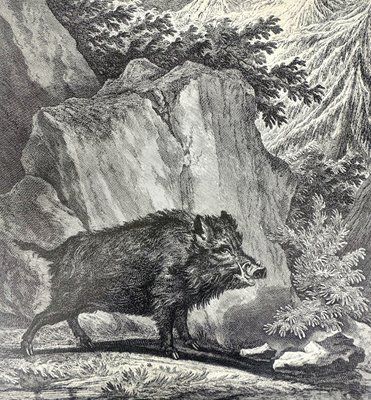 Johann Elias Ridinger, Wild Boar, Etching, 18th Century photo furniture