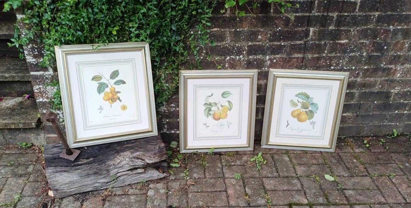 Three Large Vintage Prints In Vintage Silver Frames Of Fruit   Prunes And Pairs   Yellow, Oranges, Green   Framed Fruit Prints (43cm X 48cm)