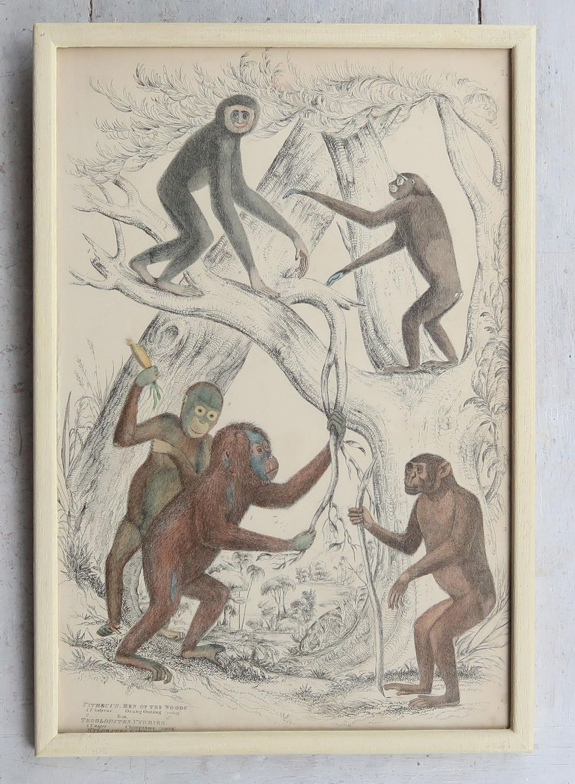 Set Of 10 Original Antique Monkey Prints In Cream Painted Frames, 1830s photo for sale
