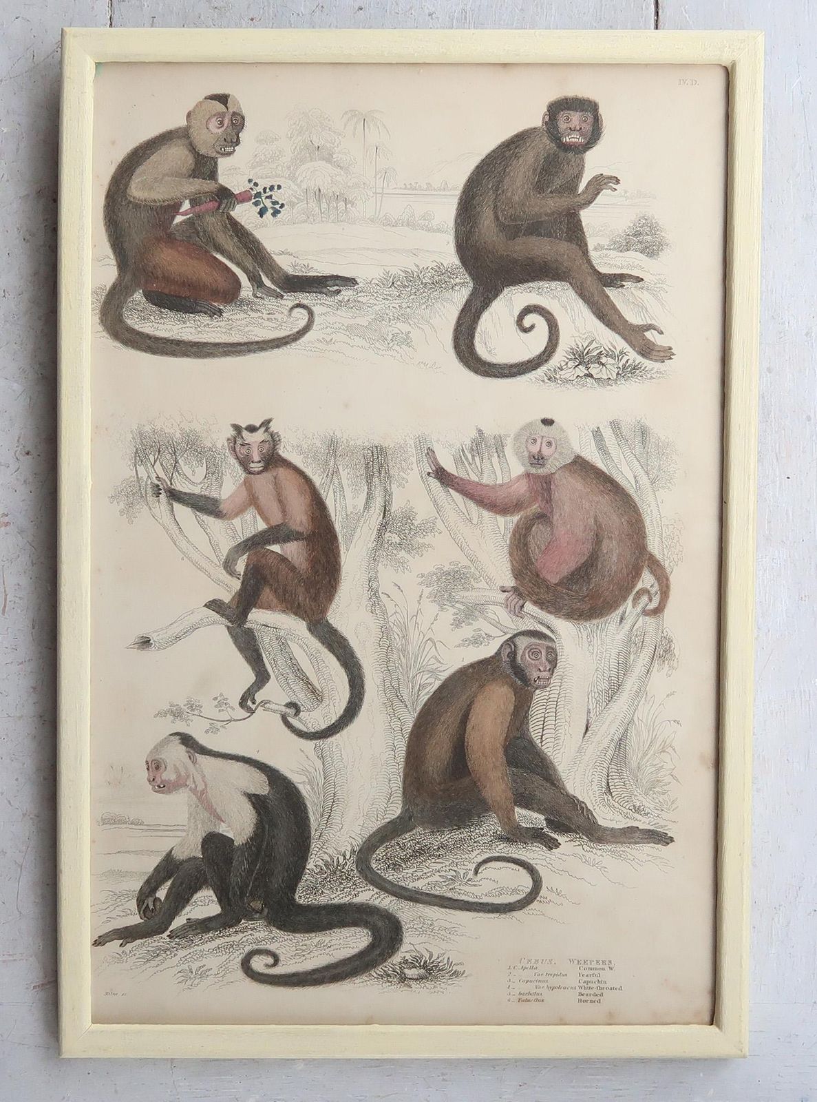 Set Of 10 Original Antique Monkey Prints In Cream Painted Frames, 1830s photo buy