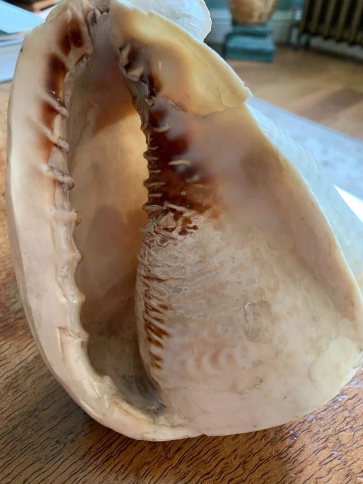Antique C1870 Italian Sardonyx Shell Cameo Of Winged Cupid Chariot Drawn By 2 X Dolphins photo furniture