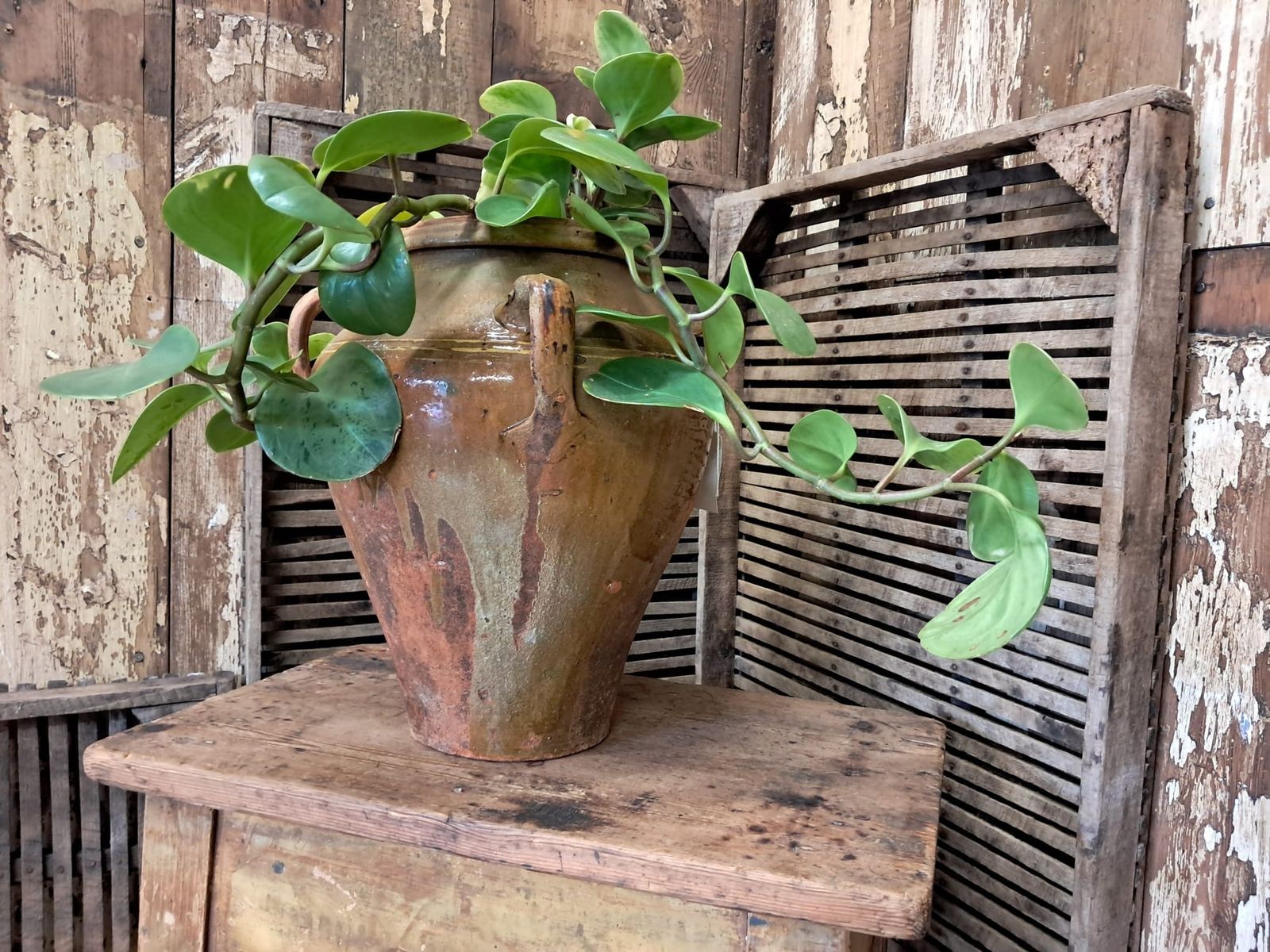 Small Spanish Olive Oil Pot, 19th Century photo 295.0