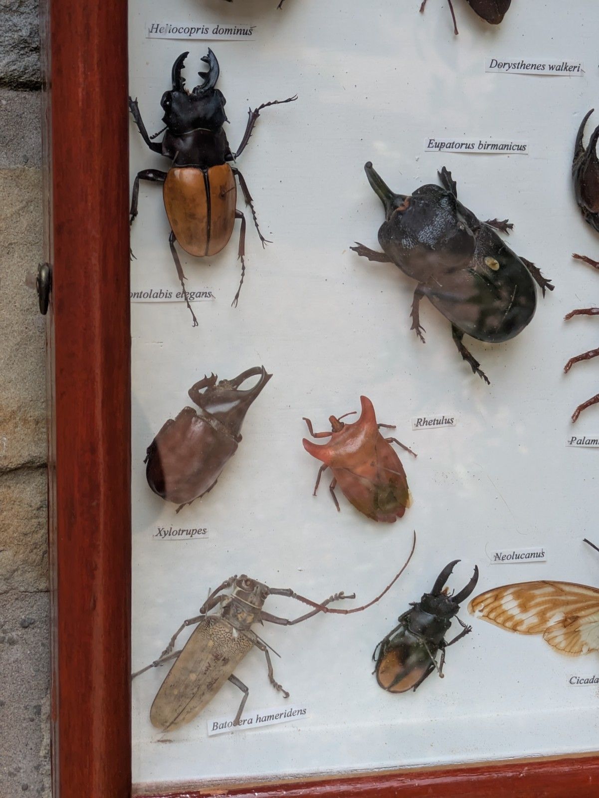 Antique Case Of Beetle Specimen Entomology photo for sale