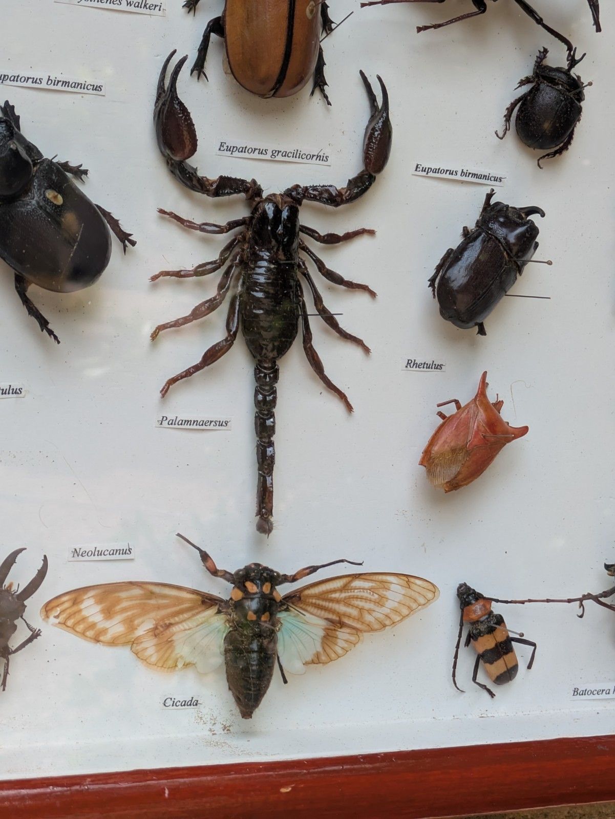 Antique Case Of Beetle Specimen Entomology photo vinterior