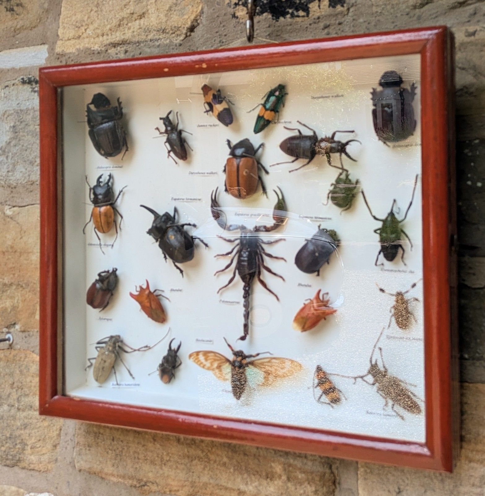 photo furniture Antique Case Of Beetle Specimen Entomology