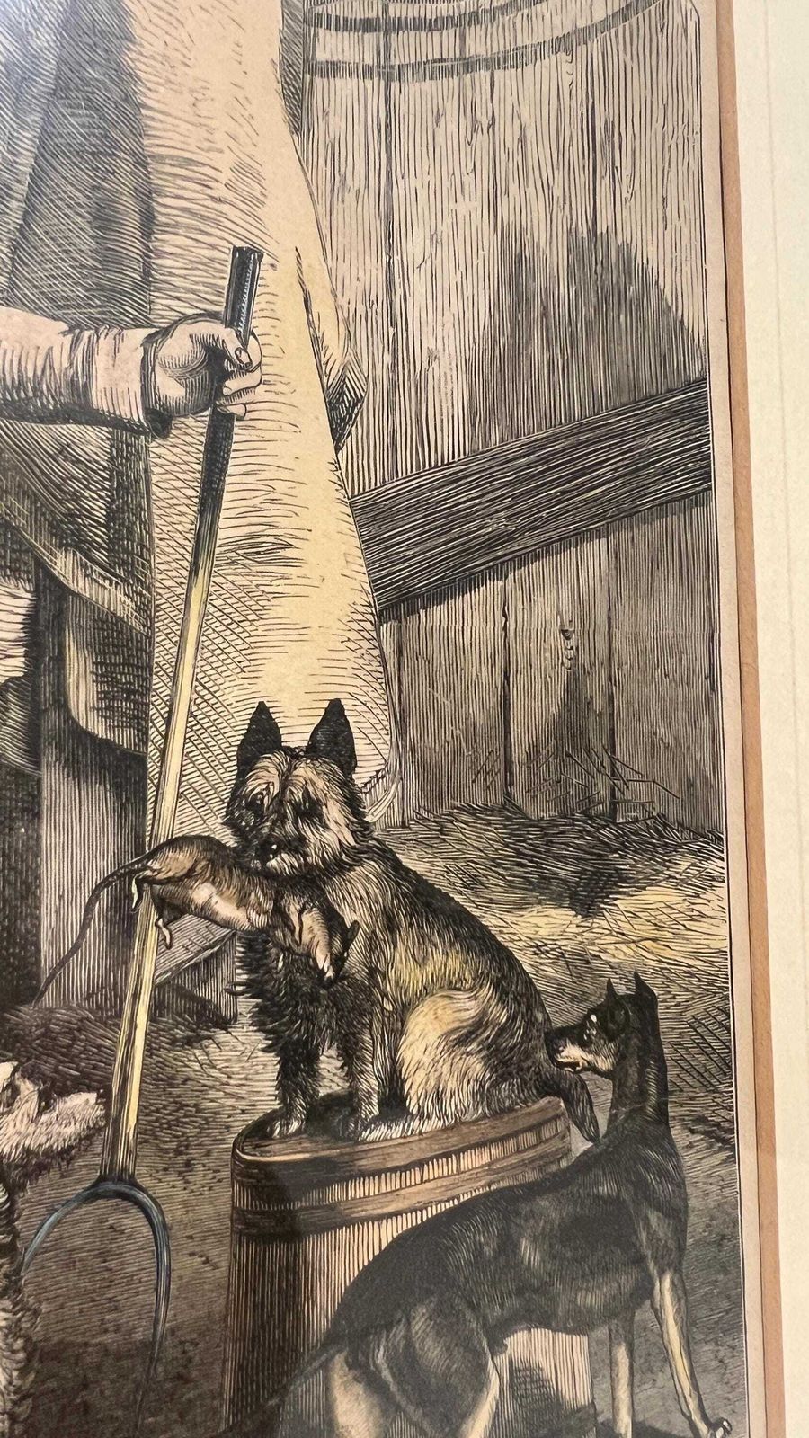 Antique 19th Century Book Print Of Dog Breeds And Handler – Framed And Glazed photo buy