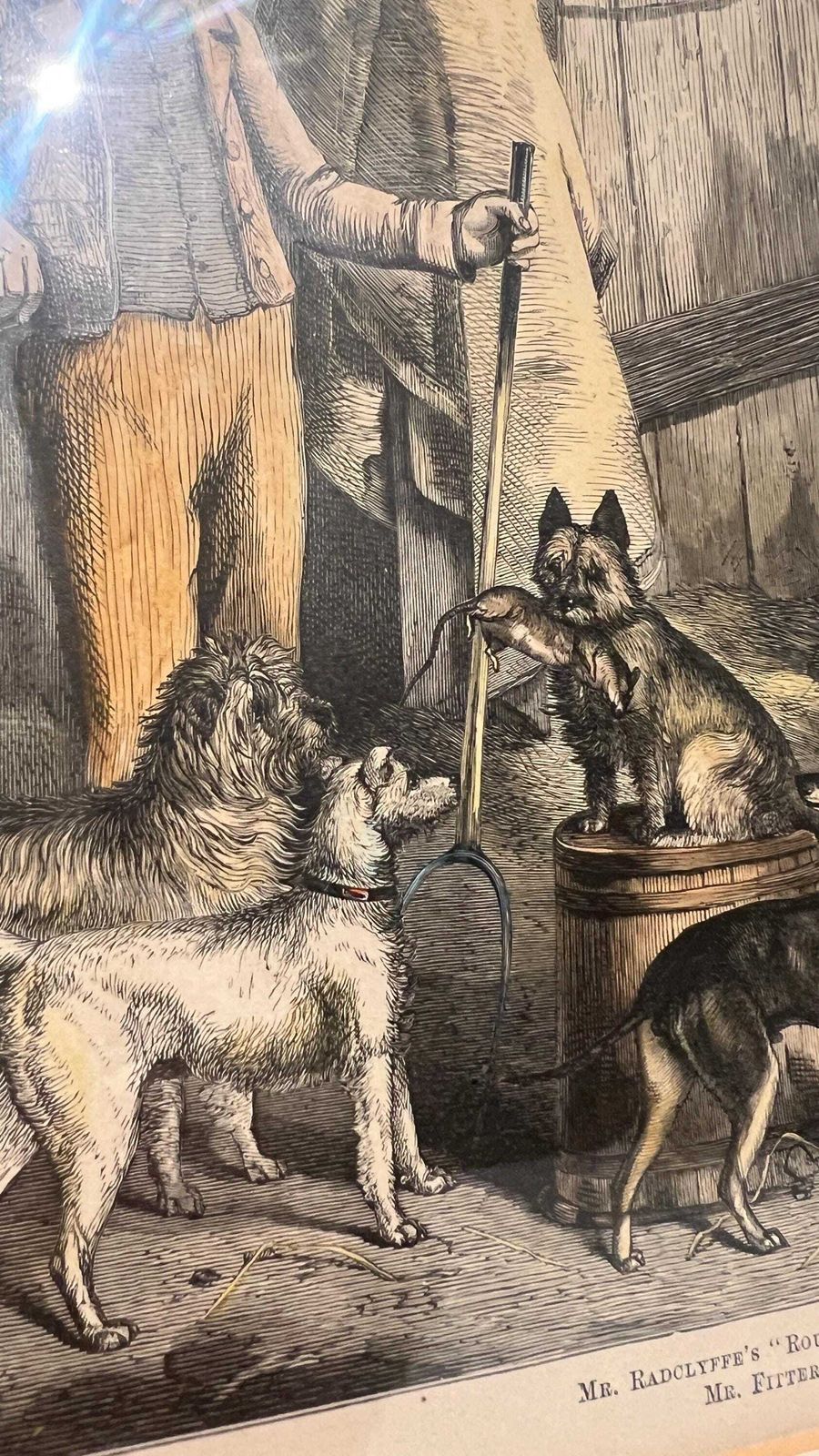 Antique 19th Century Book Print Of Dog Breeds And Handler – Framed And Glazed photo vintage