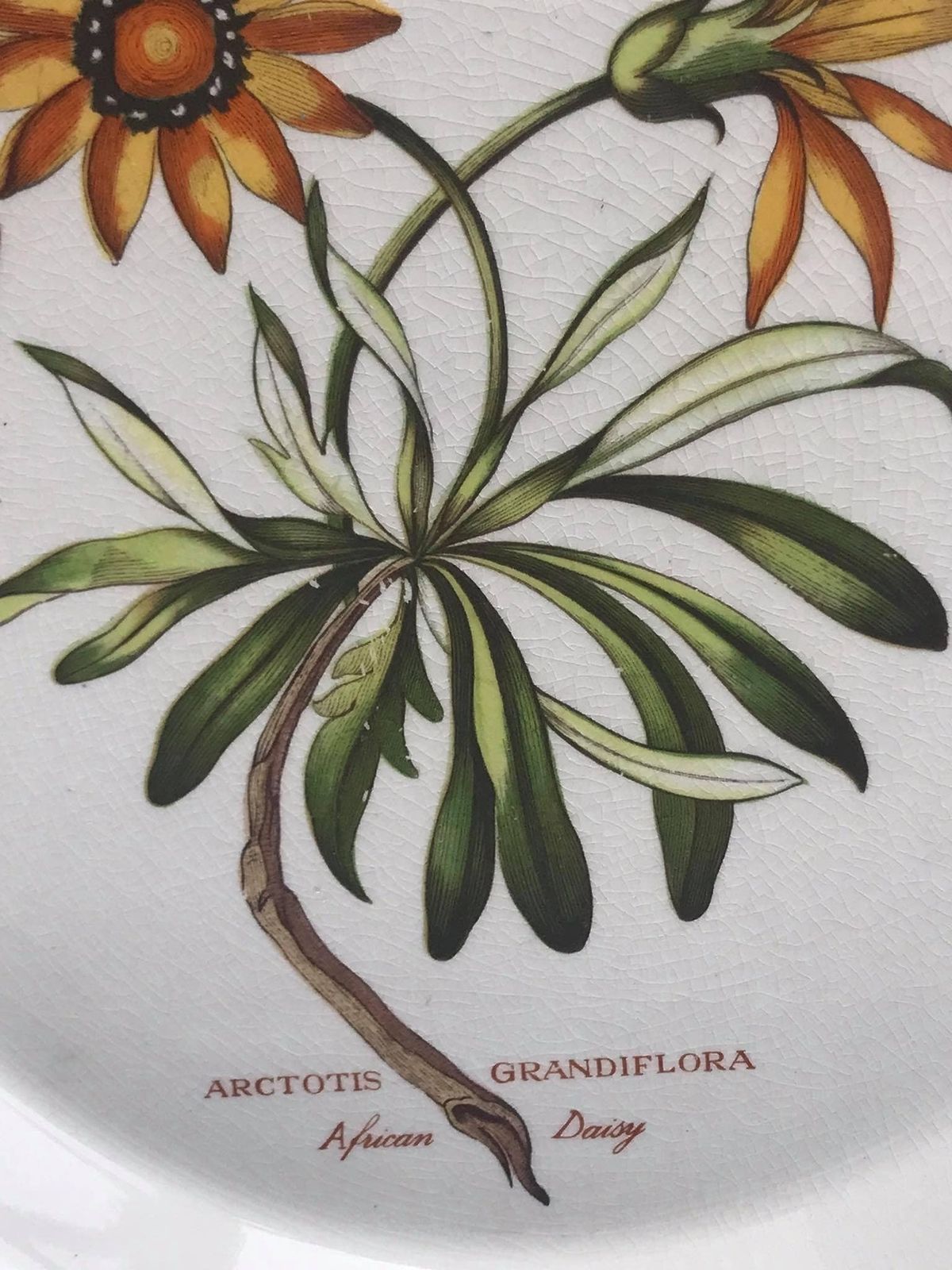 Portmeirion Botanica Dinerbord, Jaren 70, Botanic Garden Patroon, "Cistus Purpureus / Woody Nightshade", Made In England, Losse Aanvulling Op Bestaand Servies photo vintage