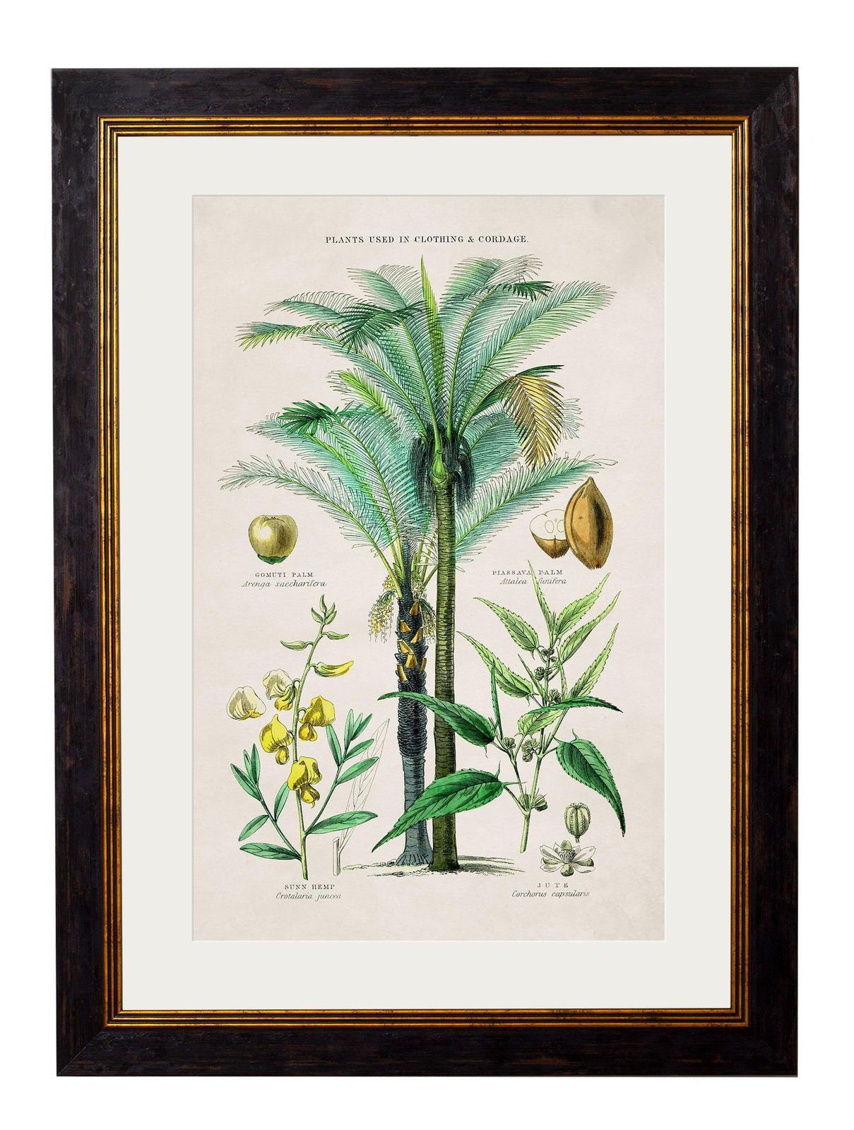 Set 0f Two Tropical Plants Framed Prints From 19thc Originals photo vinterior