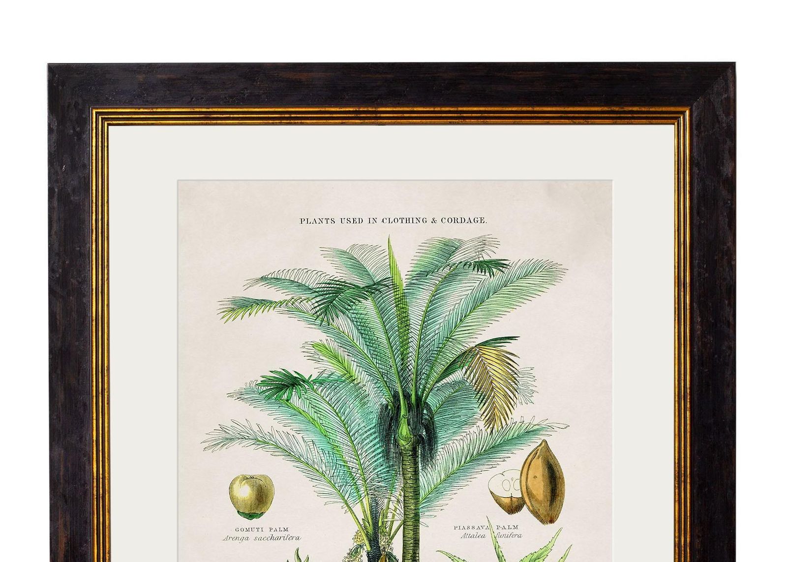 Set 0f Two Tropical Plants Framed Prints From 19thc Originals photo buy