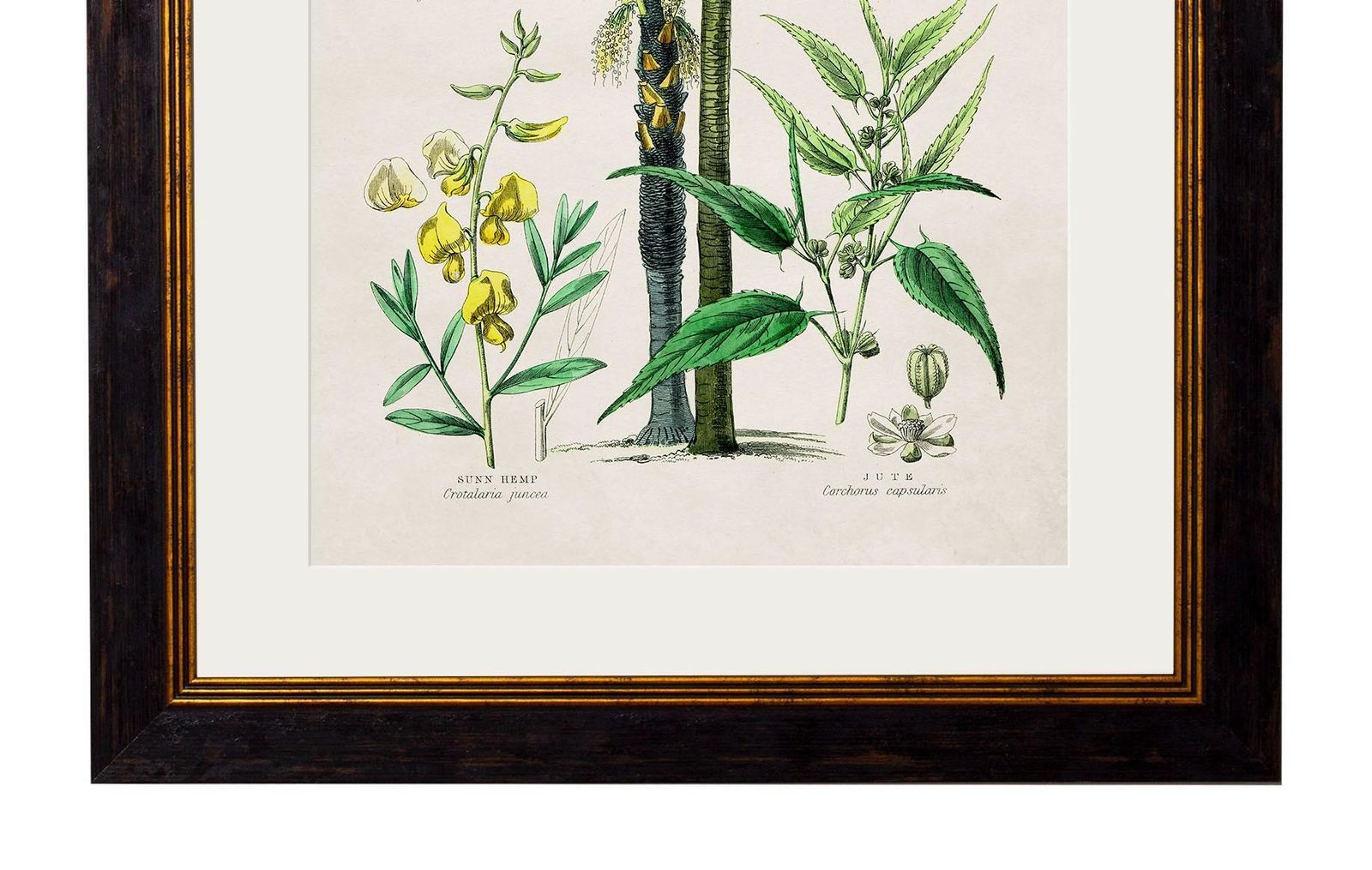 Set 0f Two Tropical Plants Framed Prints From 19thc Originals photo vintage