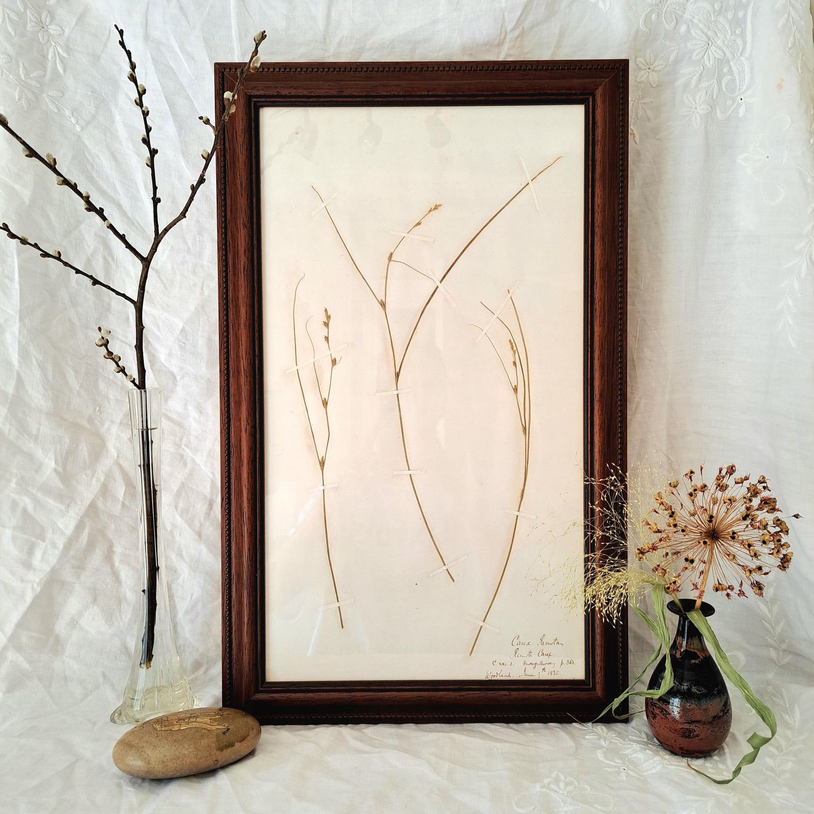 Antique Herbarium | Sedge Species | Custom Wooden Frame | Victorian | Rare | Botanical Art photo buy