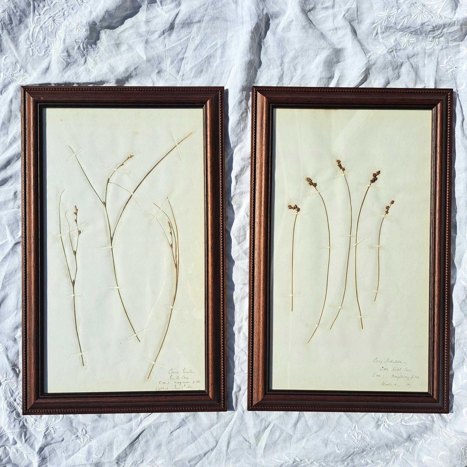 photo furniture Antique Herbarium | Sedge Species | Custom Wooden Frame | Victorian | Rare | Botanical Art