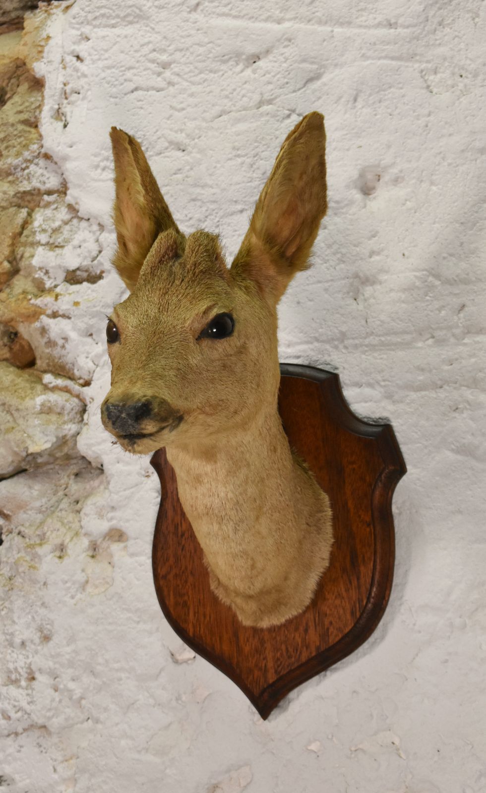 Antique Mounted Taxidermy Roebuck Deer Head photo for sale
